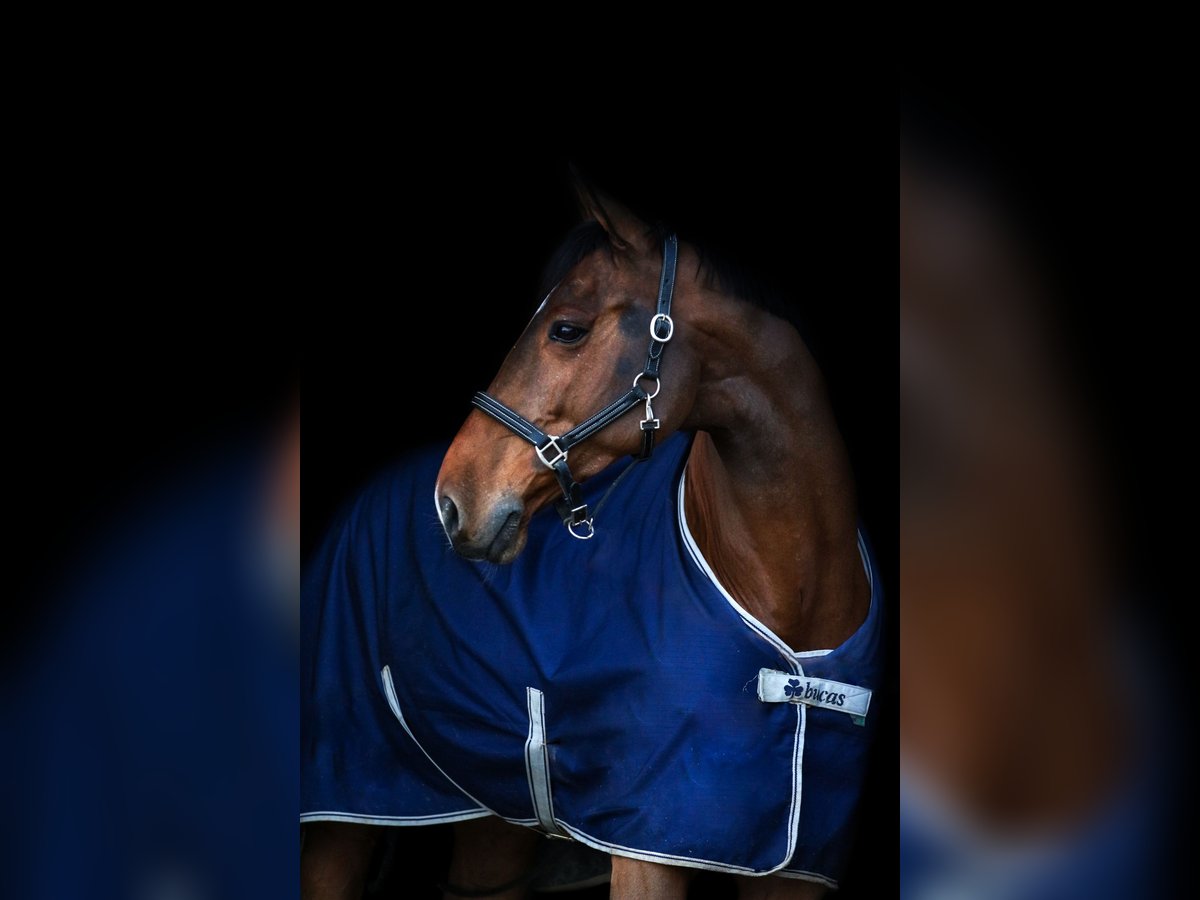 Holstein Gelding 11 years 17,2 hh Bay-Dark in Jülich Holstein Gelding 11 years 17,2 hh Bay-Dark in Jülich