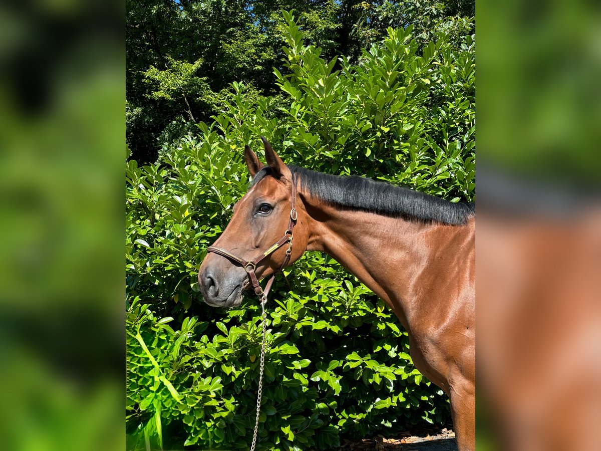 Holstein Gelding 11 years in Murg