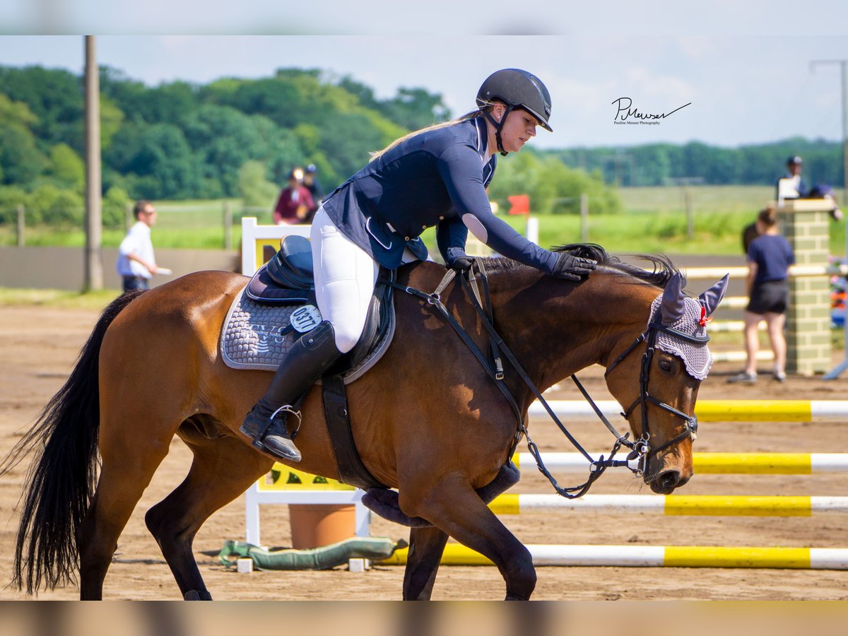 Holstein Gelding 12 years 16,1 hh Brown in Schönberg