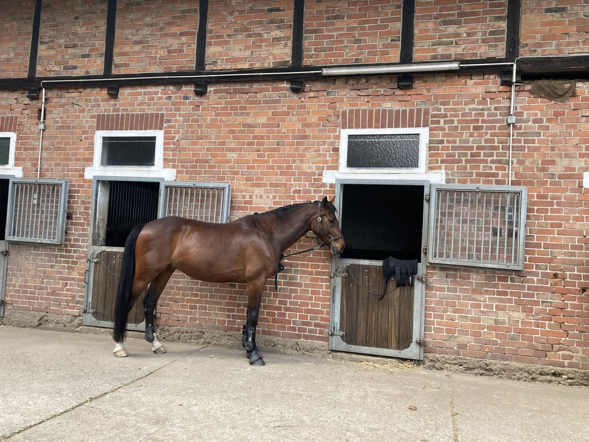 Holstein Gelding 12 years 16 hh Brown in Wedemark