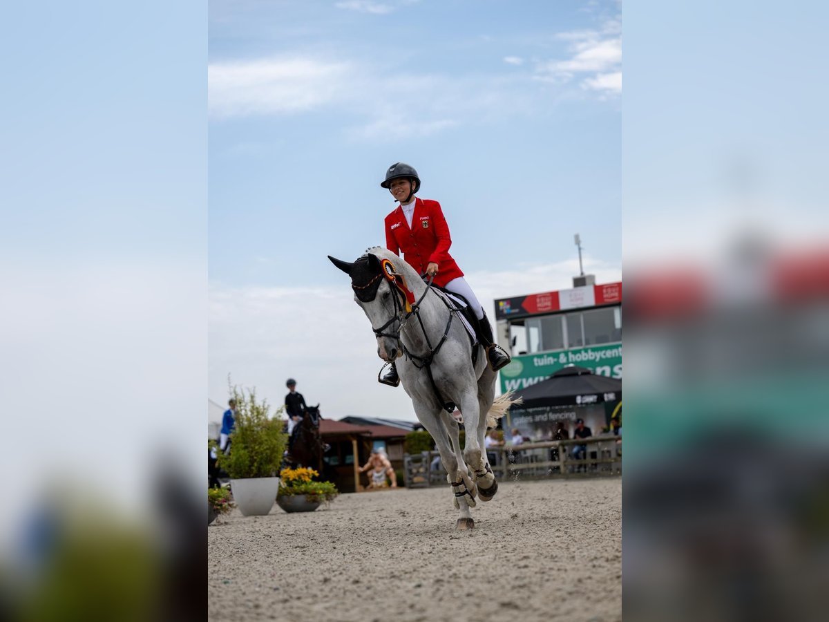 Holstein Gelding 12 years 16 hh Grey in Pulheim