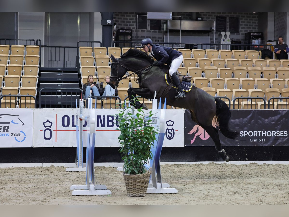 Holstein Gelding 12 years 16,1 hh Smoky-Black in Rodenbek