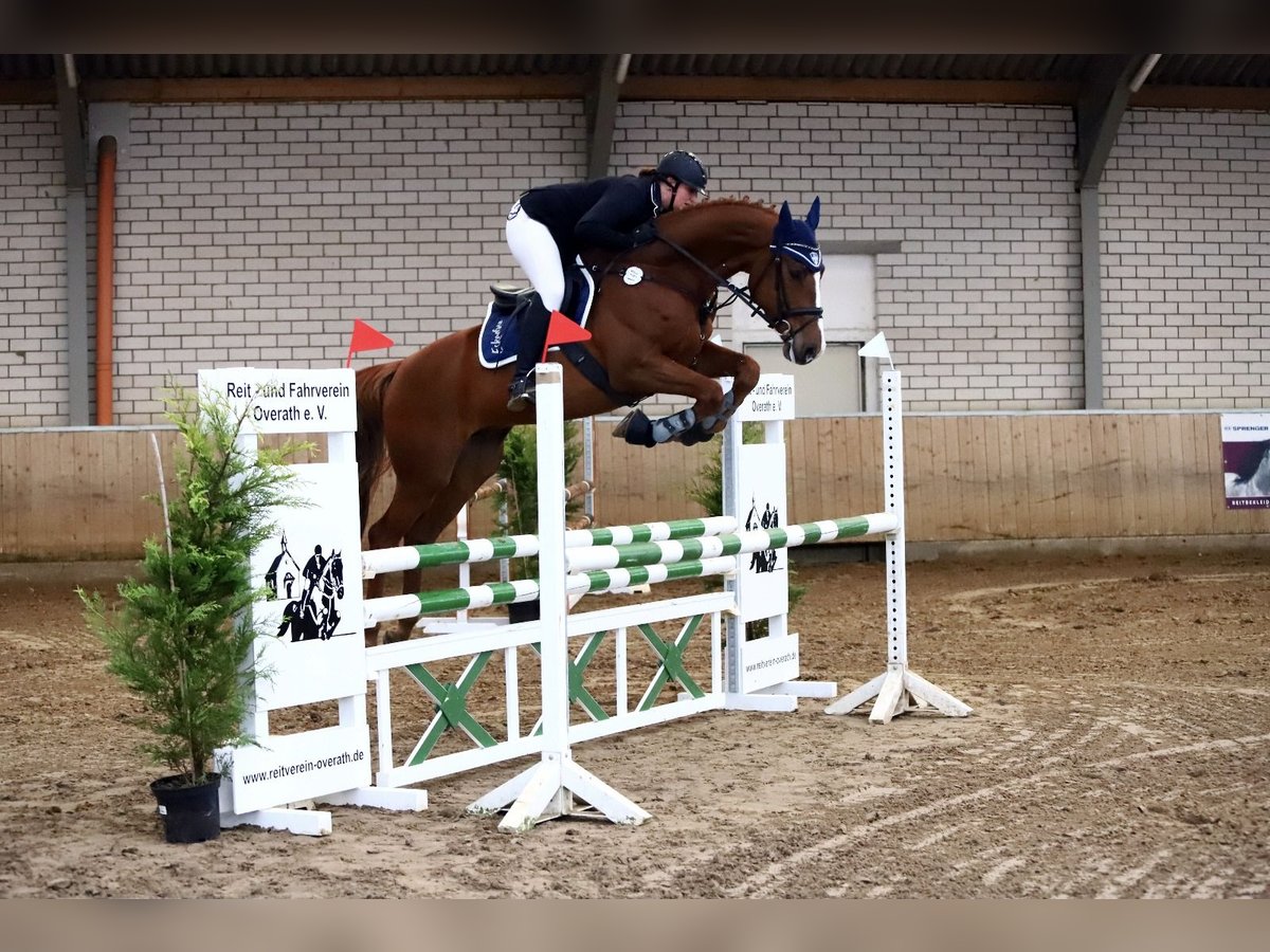 Holstein Gelding 12 years 16,2 hh Chestnut-Red in Kreuztal