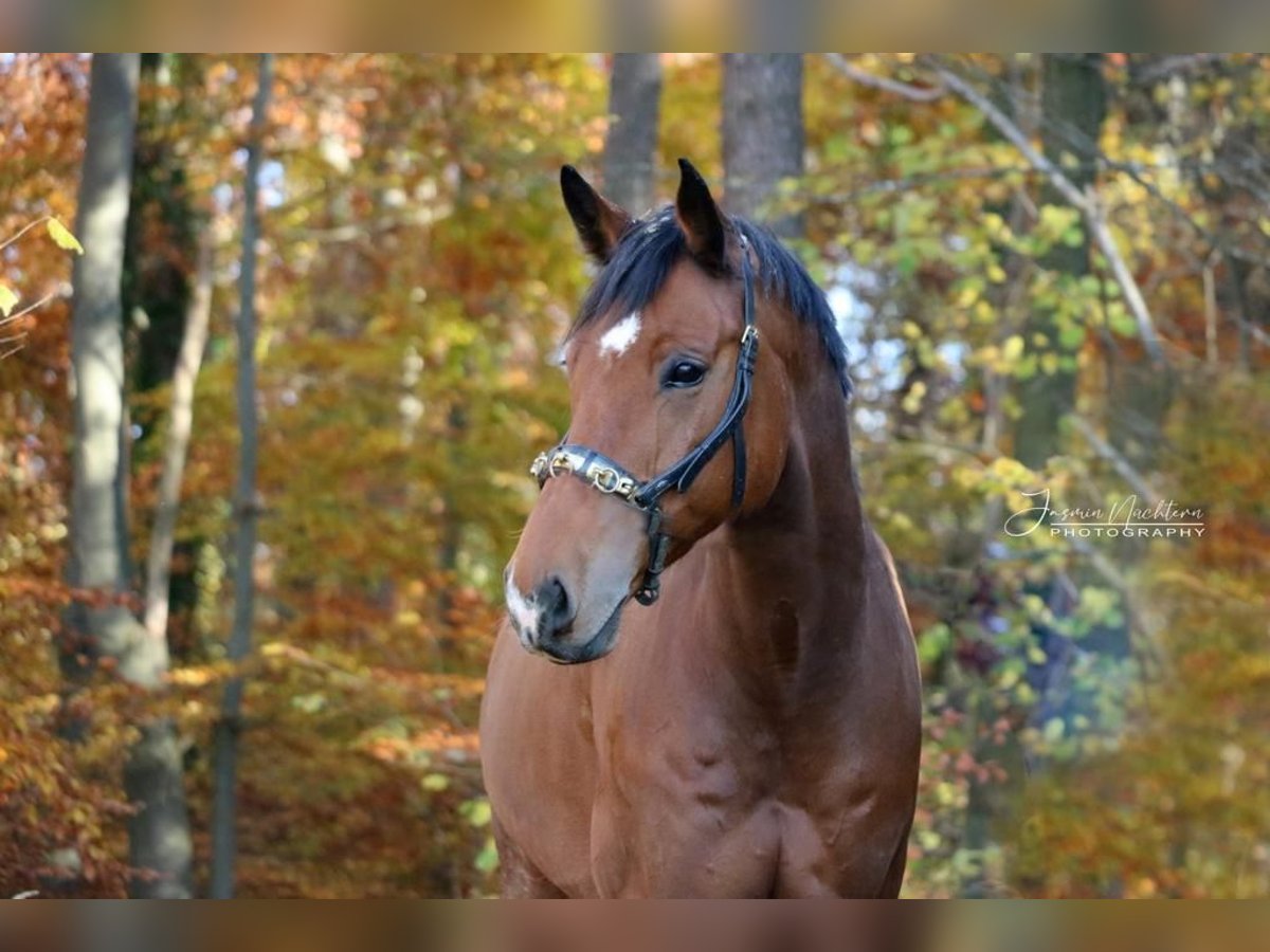 Holstein Gelding 12 years 17,1 hh Brown in Renningen