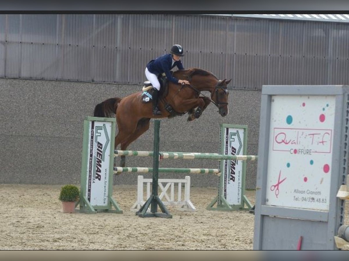 Holstein Gelding 12 years 17,1 hh Chestnut-Red in Soumagne
