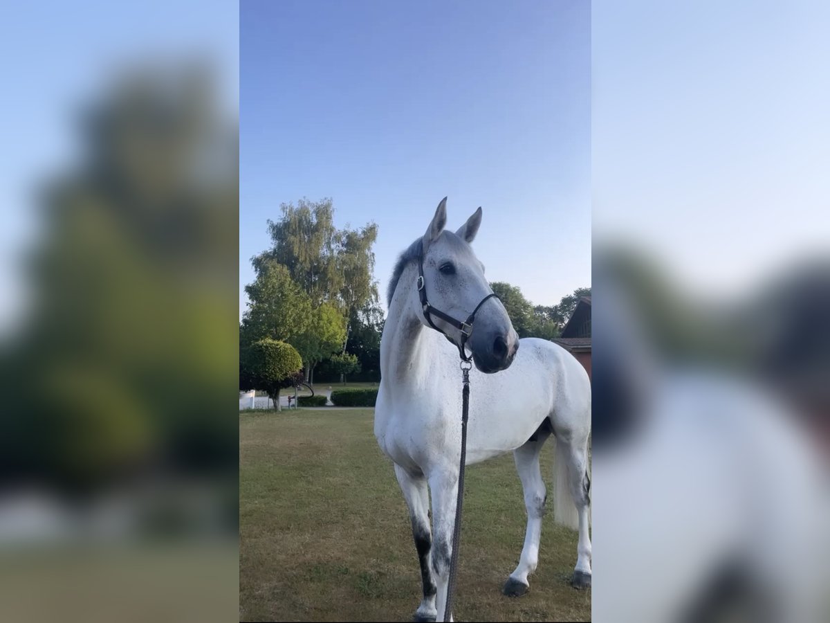 Holstein Gelding 12 years 17,1 hh Gray in Lübeck