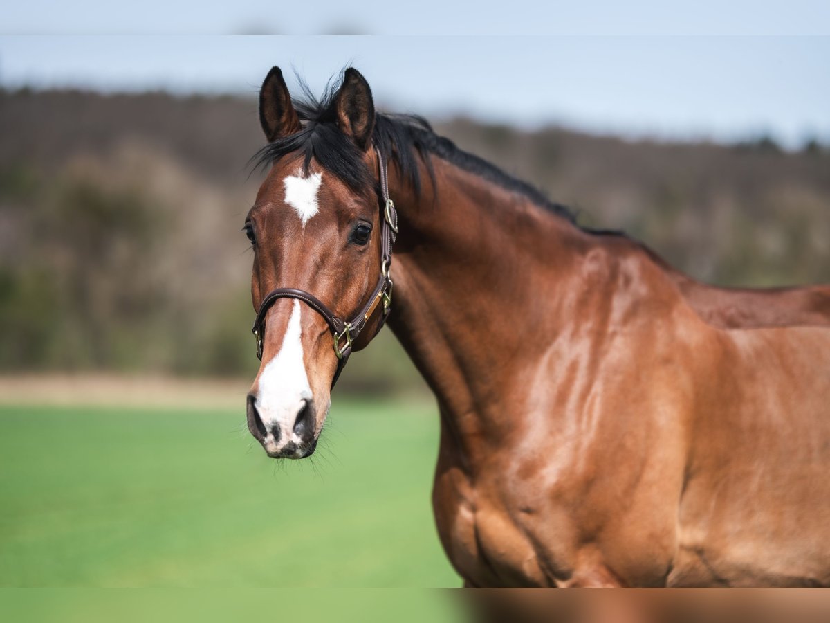 Holstein Gelding 12 years 17 hh Brown in Magstadt