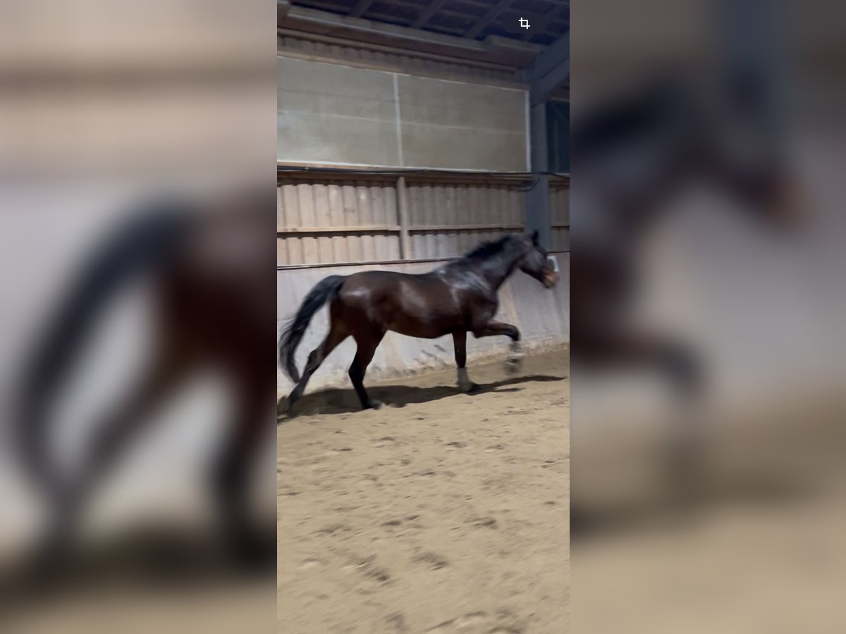 Holstein Gelding 12 years 17 hh Brown in Regensburg