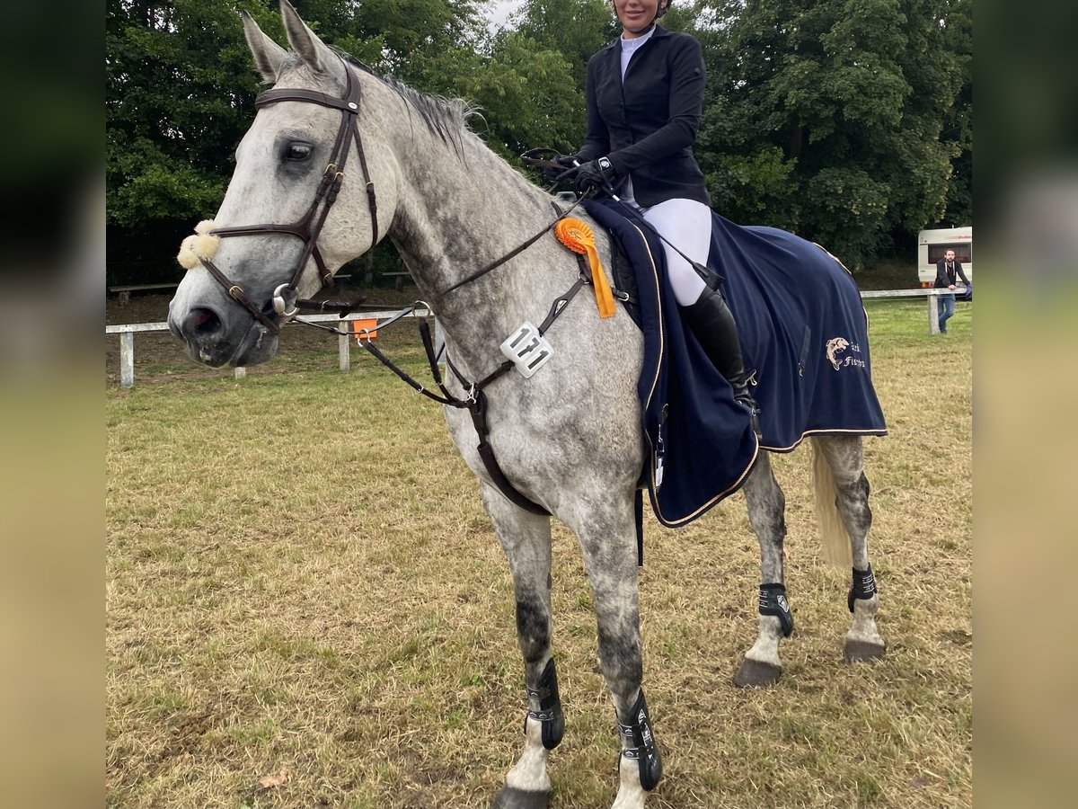 Holstein Gelding 12 years 17,2 hh Grey-Dapple in Neuschoo