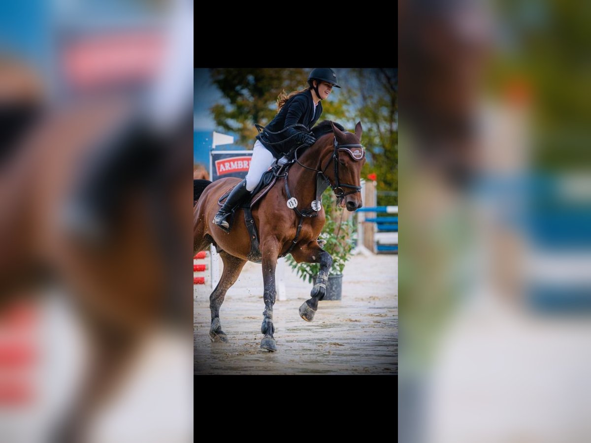 Holstein Gelding 13 years 16,2 hh Brown in Neuenburg am Rhein