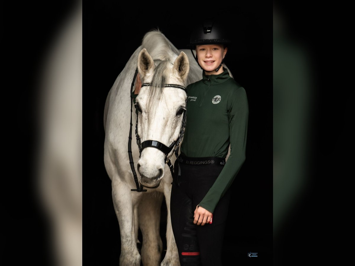 Holstein Gelding 13 years 16,2 hh in Stammham