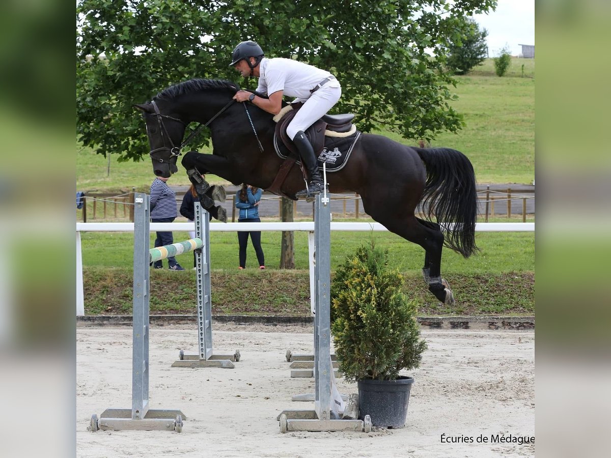 Holstein Gelding 13 years 16 hh Black in G&#xE9;n&#xE9;bri&#xE8;res