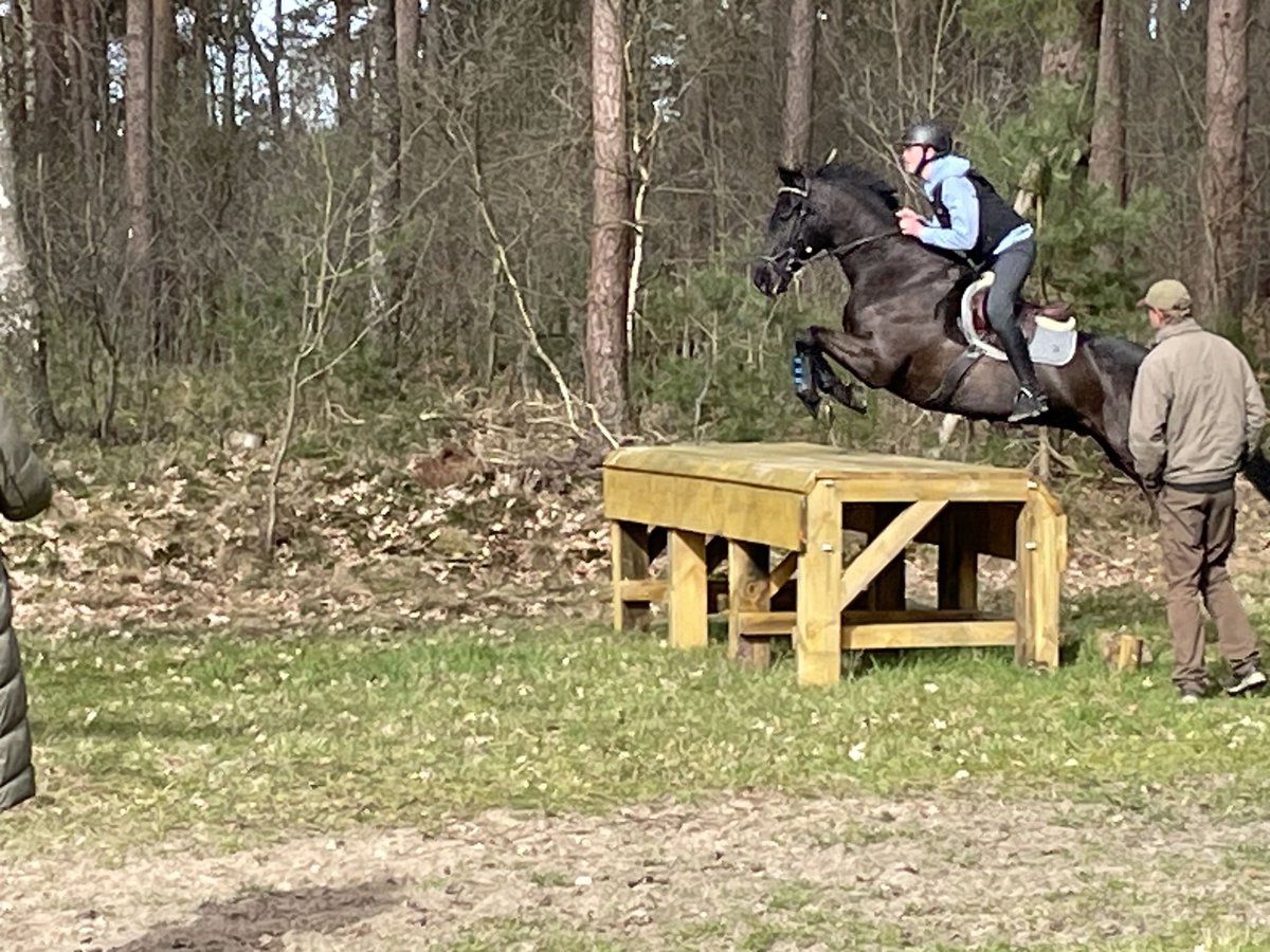 Holstein Gelding 13 years 16 hh Smoky-Black in Lübeck