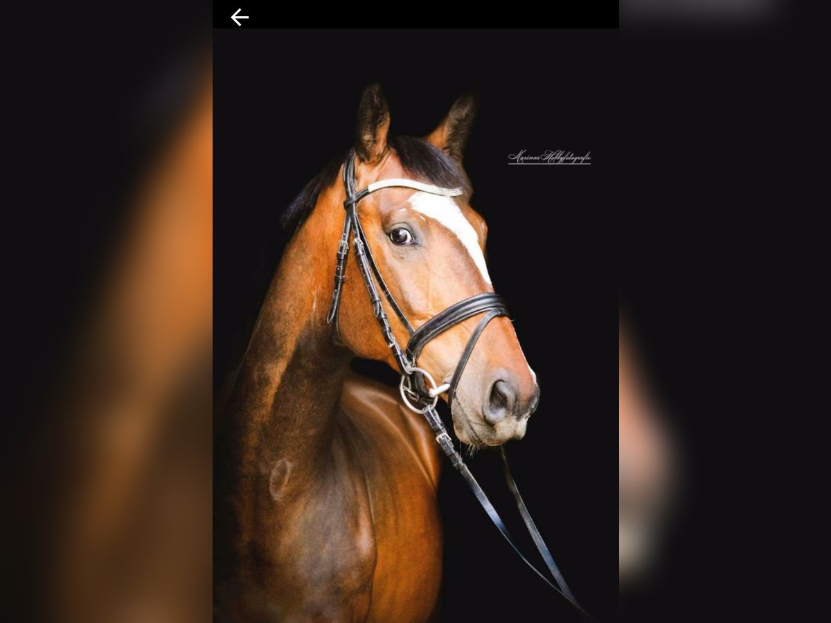Holstein Gelding 13 years 16,1 hh Brown in Bad Gandersheim