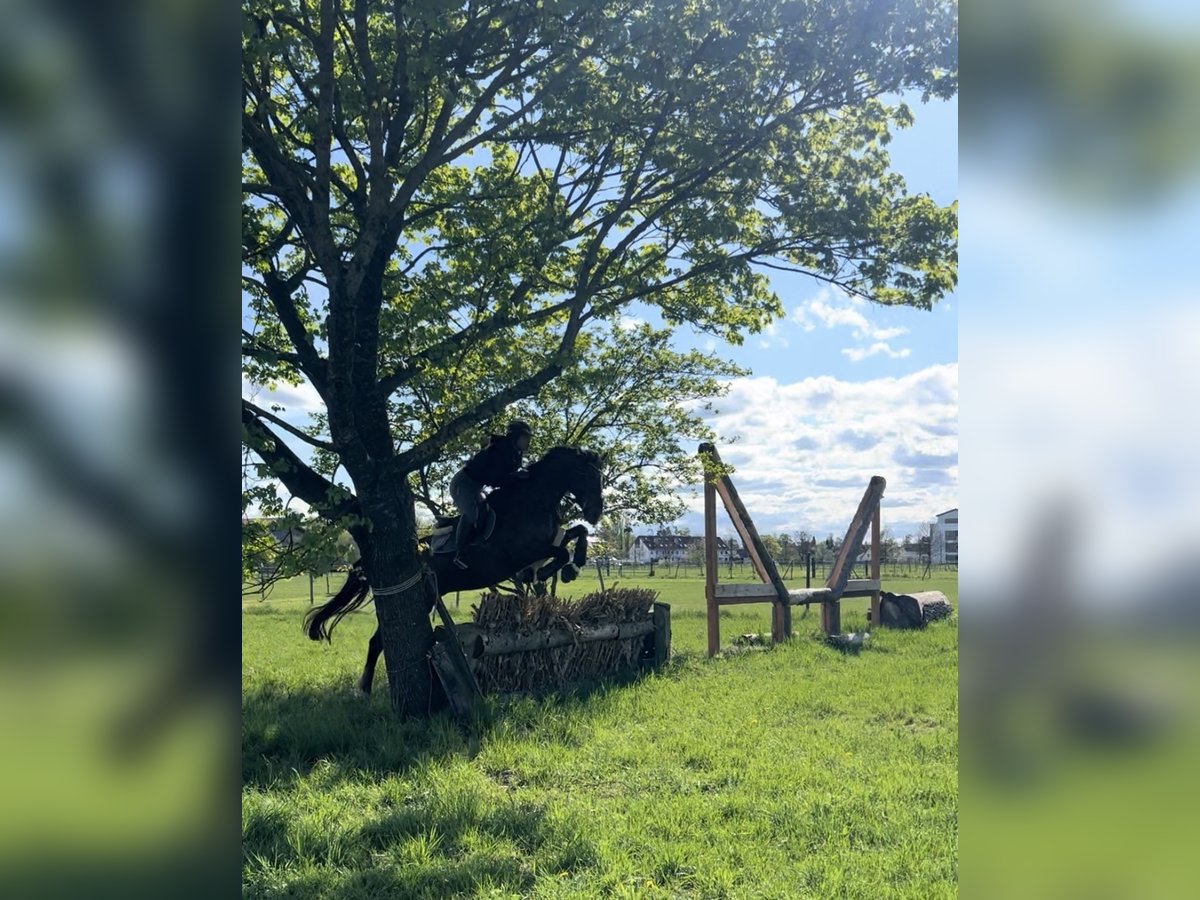 Holstein Gelding 13 years 16,1 hh Brown in Kloster Sch&#xE4;ftlarn