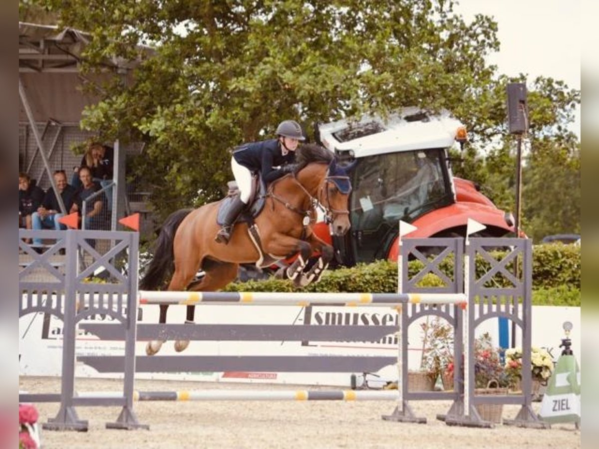 Holstein Gelding 13 years 16,1 hh Brown in Oberstadion