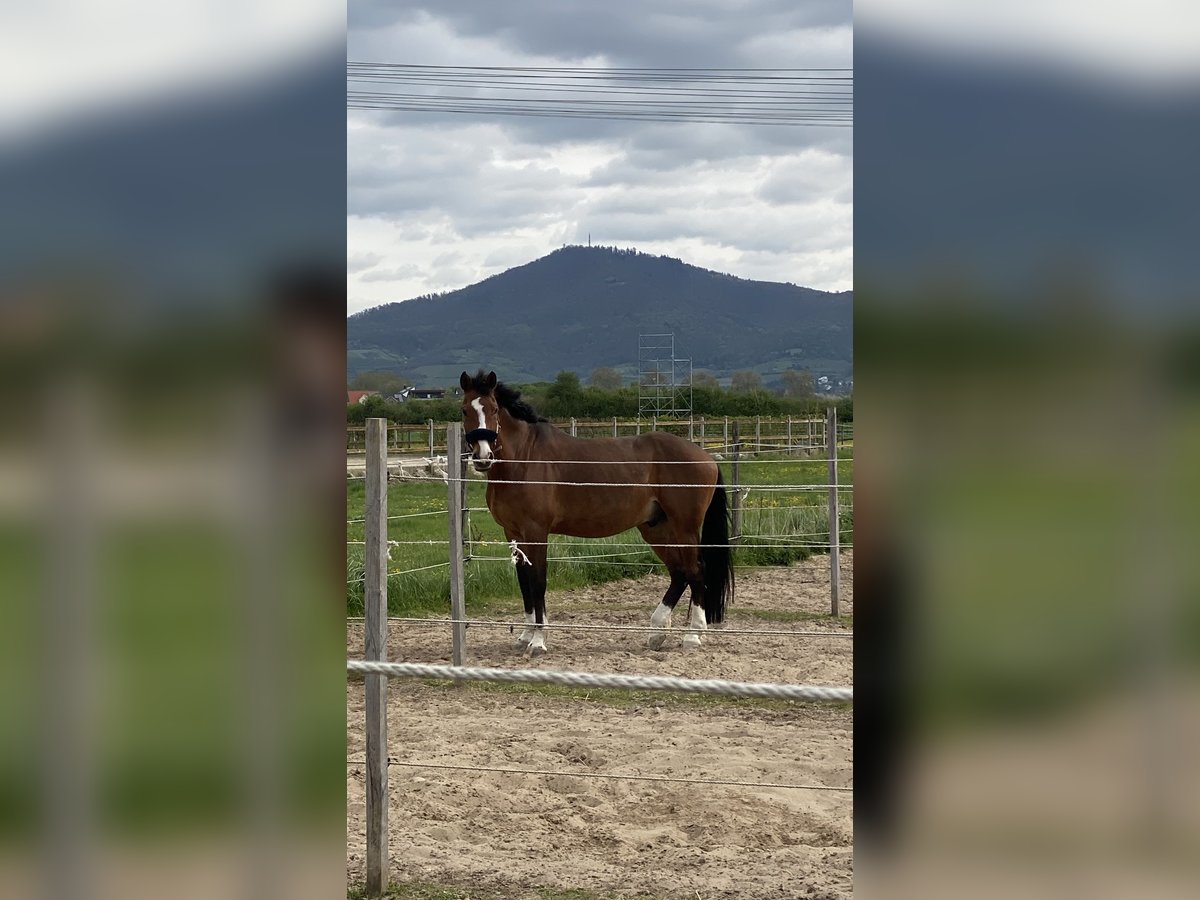 Holstein Gelding 13 years 16,2 hh Brown in Bensheim Holstein Gelding 13 years 16,2 hh Brown in Bensheim