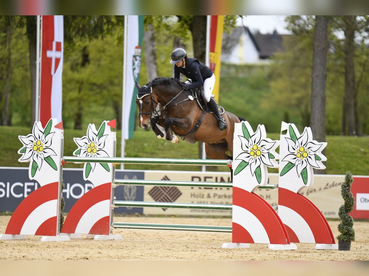 Holstein Gelding 13 years 16,3 hh Bay-Dark in Gerstetten