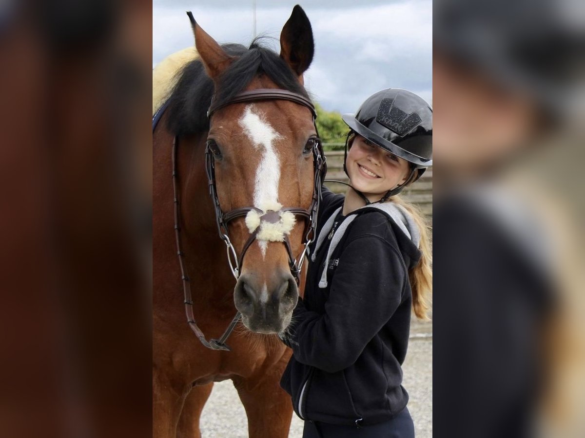 Holstein Gelding 13 years 16,3 hh Brown in Mettmenstetten