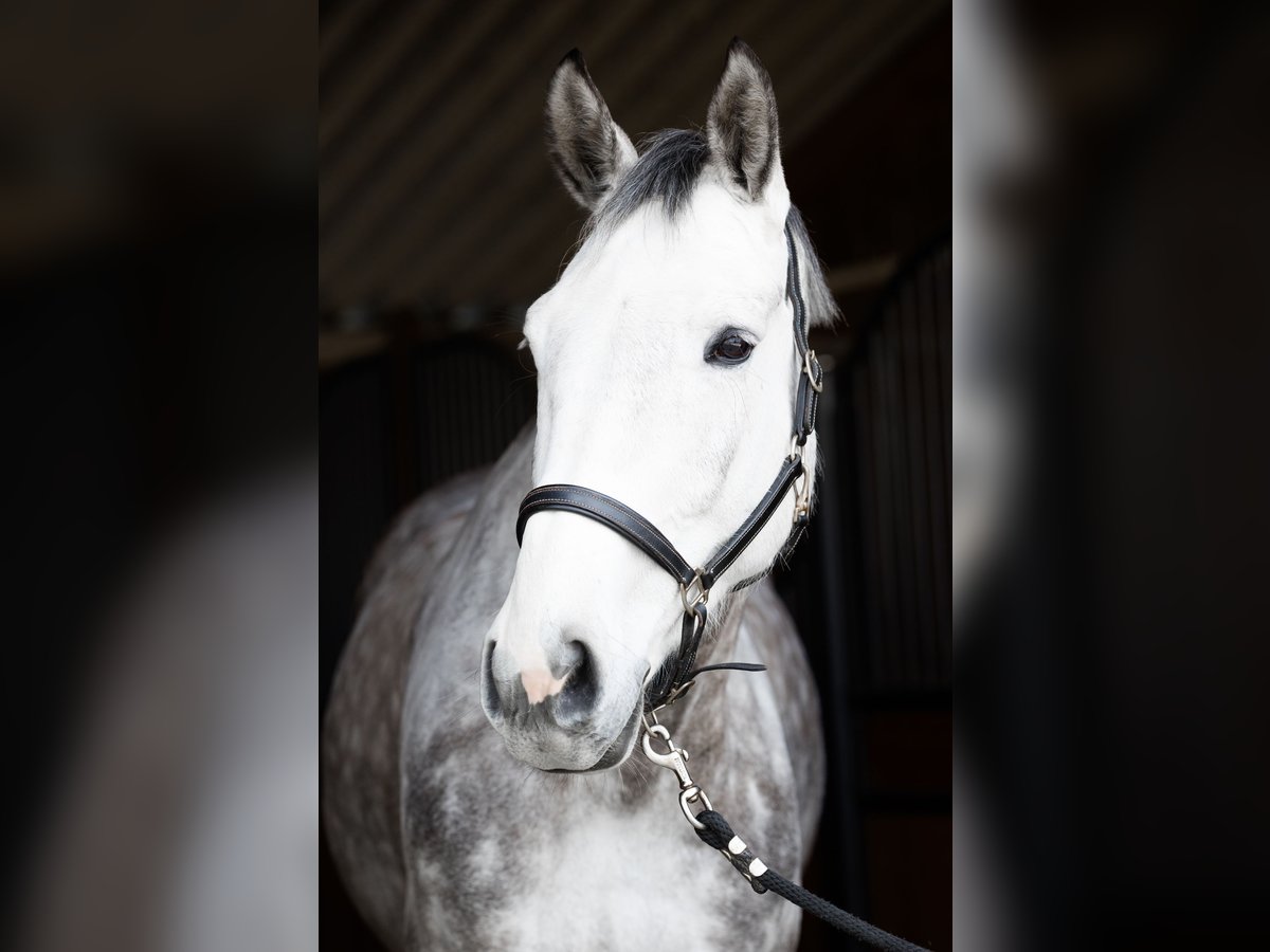 Holstein Gelding 13 years 17 hh Gray-Dapple in Hockenheim