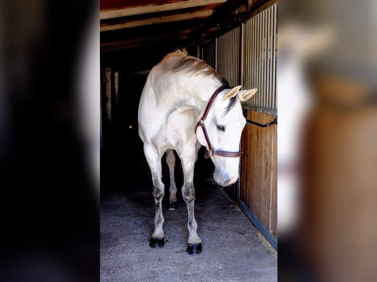 Holstein Gelding 13 years 17 hh Gray in Dietikon