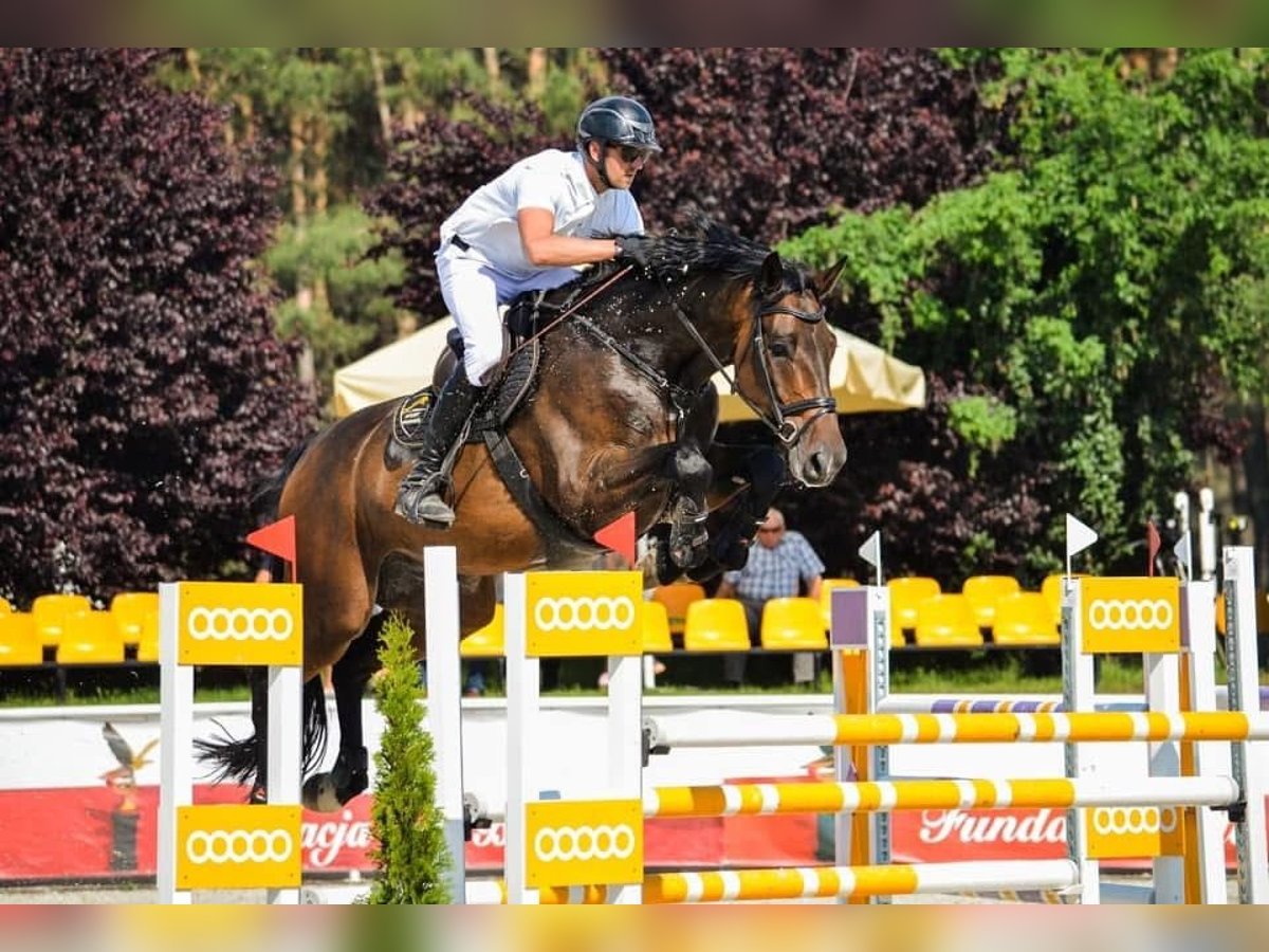 Holstein Gelding 13 years 17,2 hh Bay-Dark in Paruszka