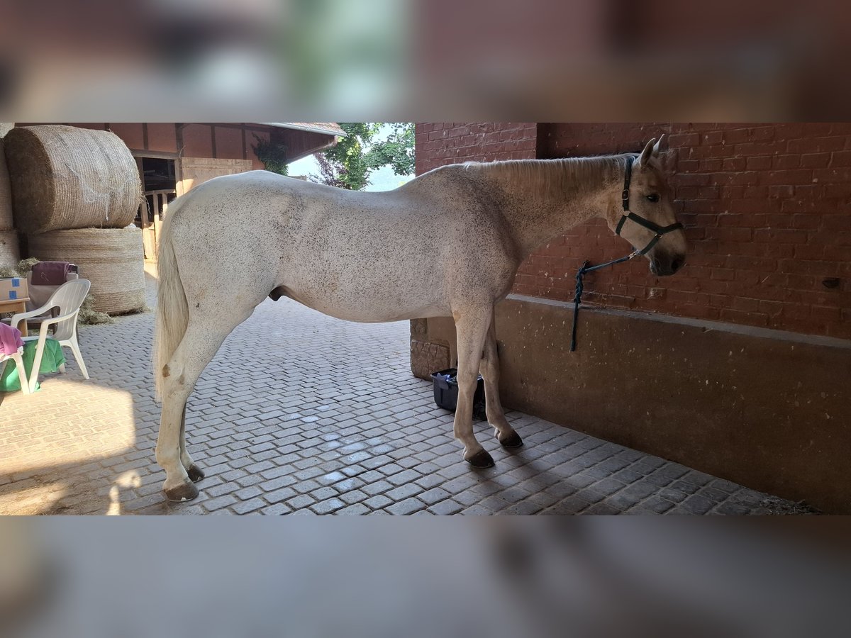 Holstein Gelding 13 years 18,2 hh Grey in Felsberg