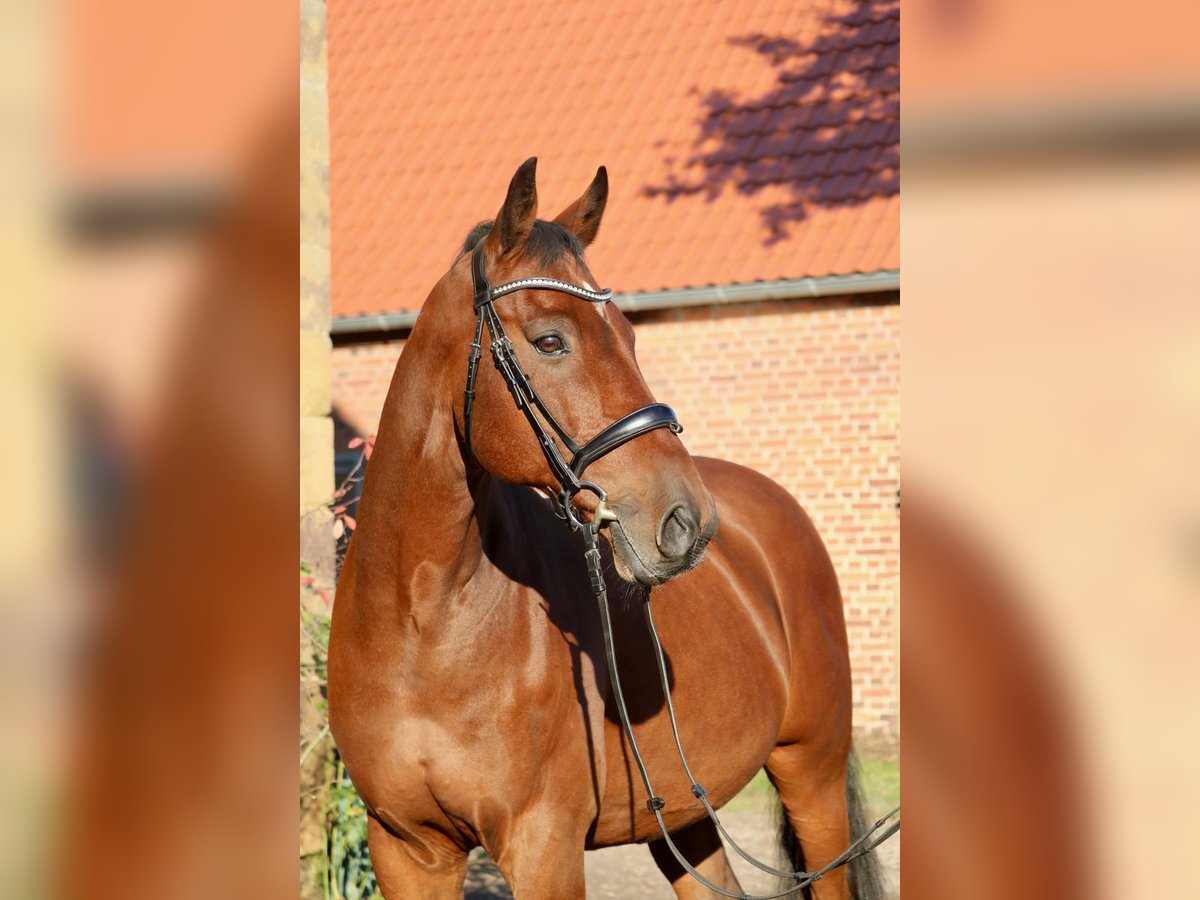 Holstein Gelding 14 years 16,1 hh Brown in Glandorf