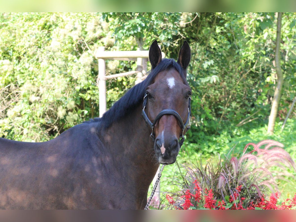 Holstein Gelding 14 years 16,2 hh Brown in Darmstadt