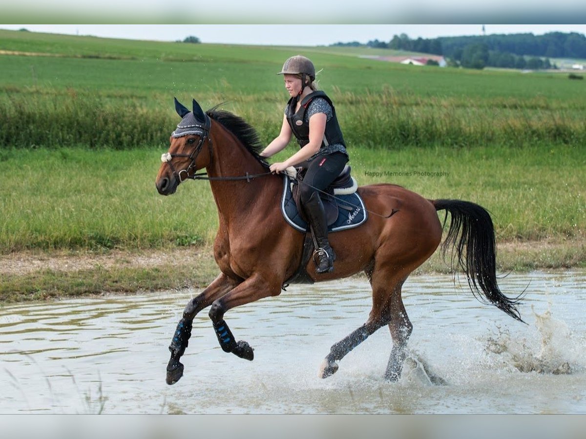 Holstein Gelding 14 years 16 hh Brown in Neustadt an der Donau