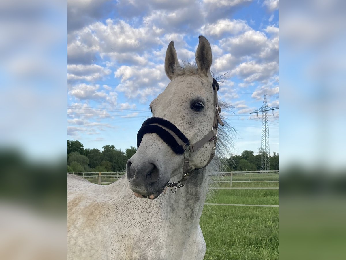 Holstein Gelding 14 years 16 hh Grey in Forst