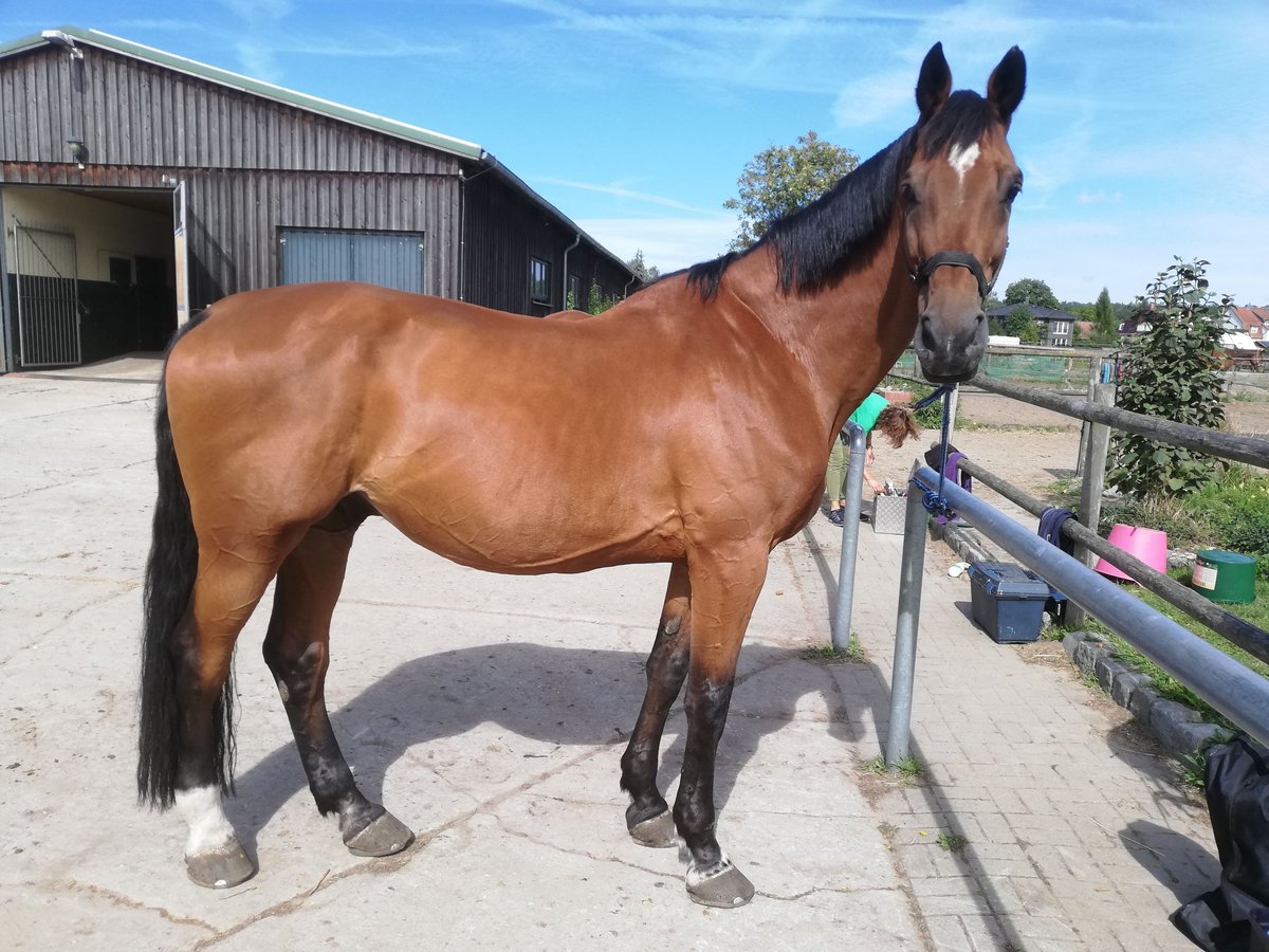 Holstein Gelding 14 years 17,2 hh Brown-Light in Schönwalde