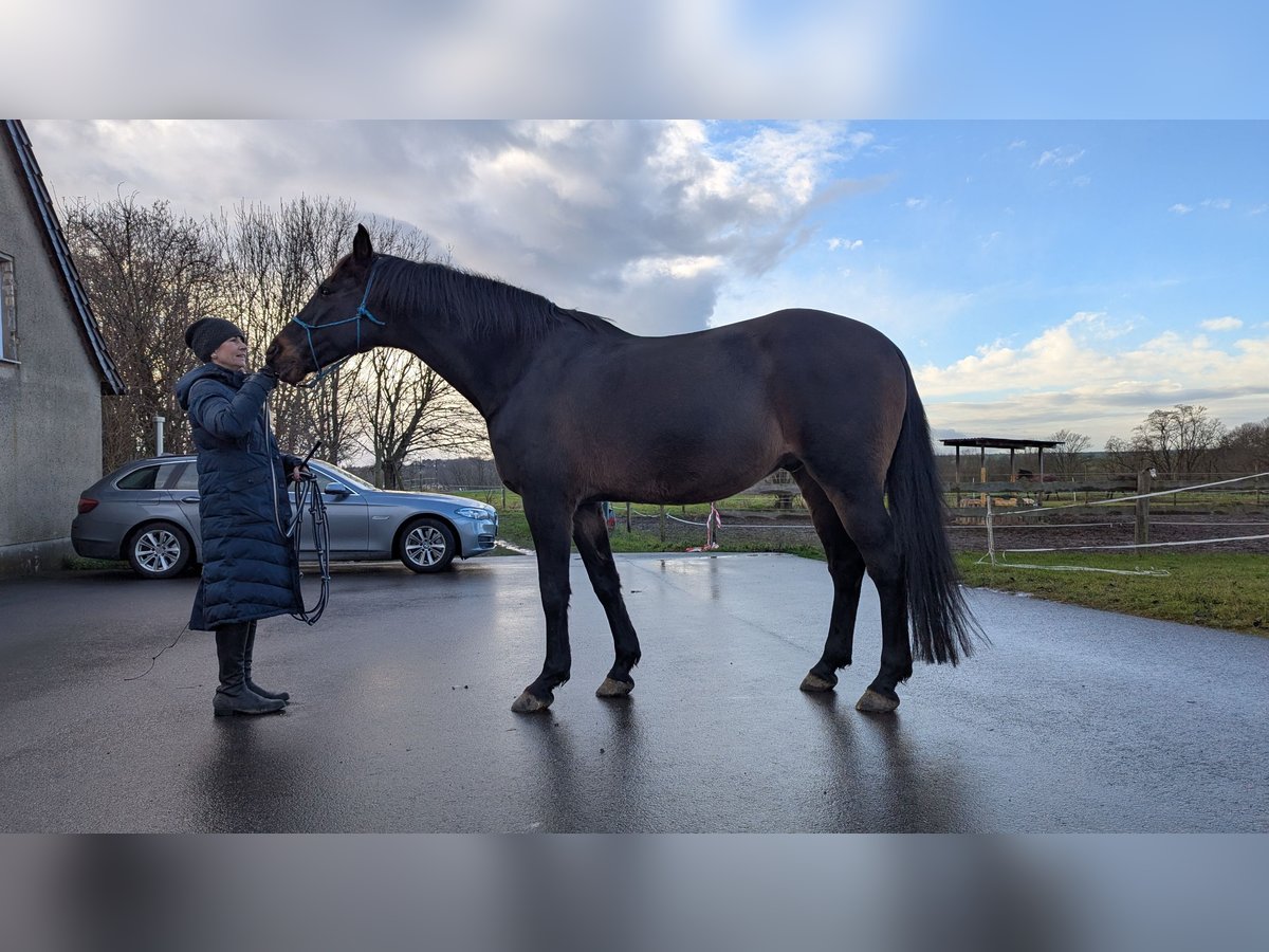 Holstein Gelding 14 years 17 hh Bay-Dark in Salzatal