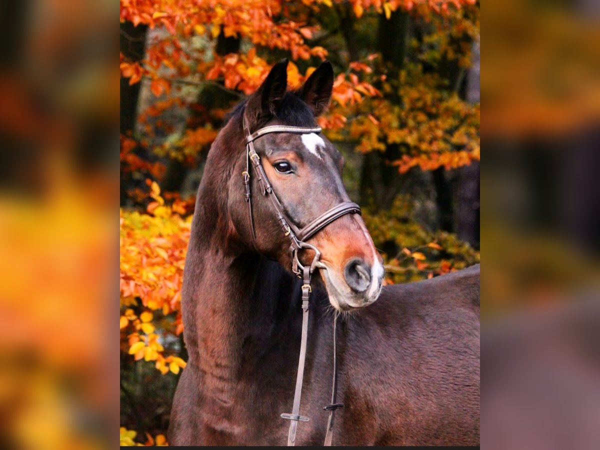 Holstein Gelding 14 years 17 hh Brown in Olfen