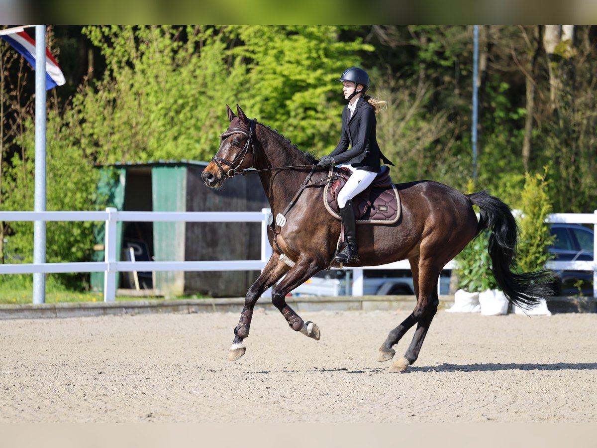 Holstein Gelding 14 years 17 hh Brown in L&#xFC;rschau