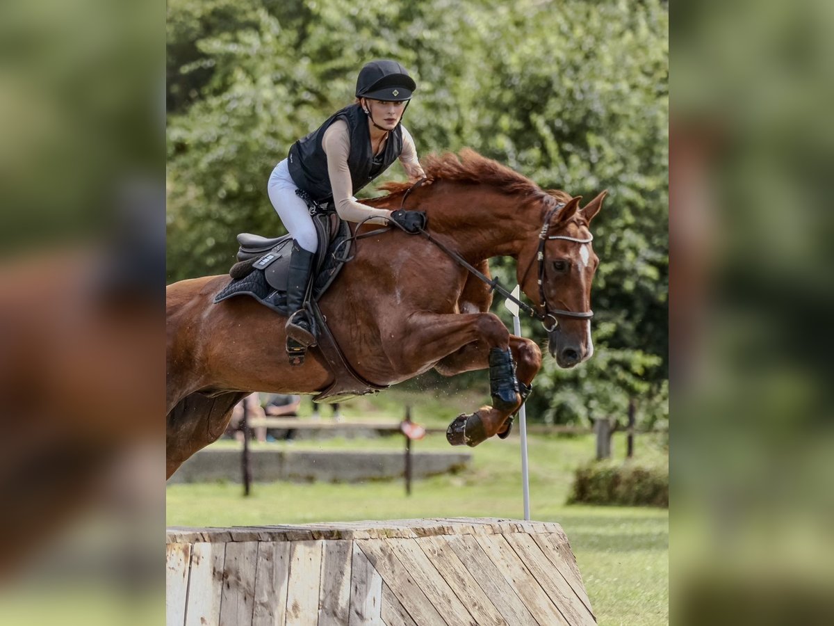 Holstein Gelding 14 years 17 hh Chestnut-Red in Bad Homburg vor der H&#xF6;he