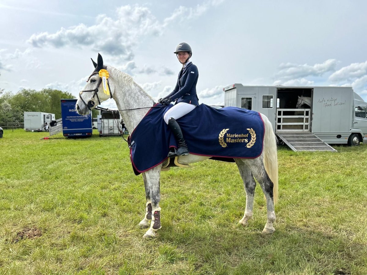 Holstein Gelding 14 years 17 hh Gray in Frankfurt am MainFrankfurt