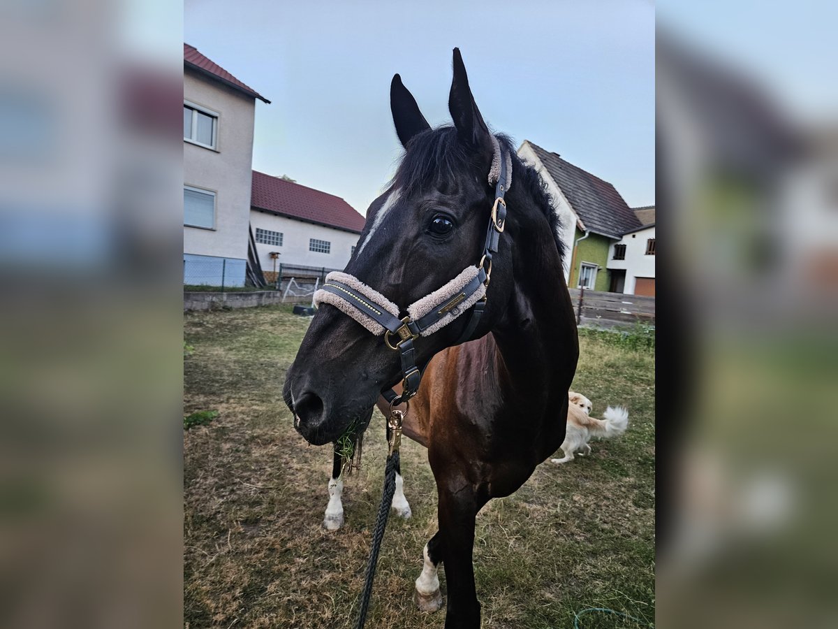 Holstein Gelding 14 years 17 hh Smoky-Black in Bamberg
