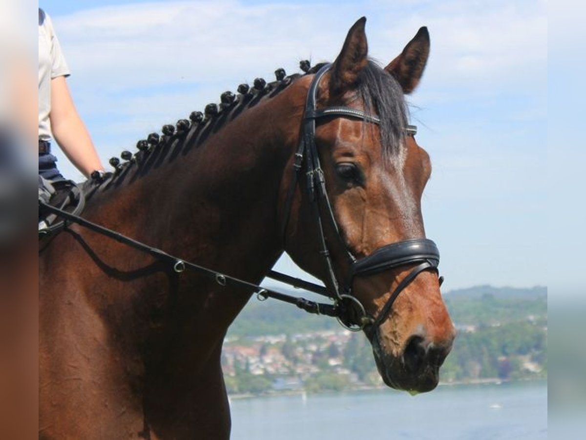 Holstein Gelding 14 years 18 hh Brown in Matzingen