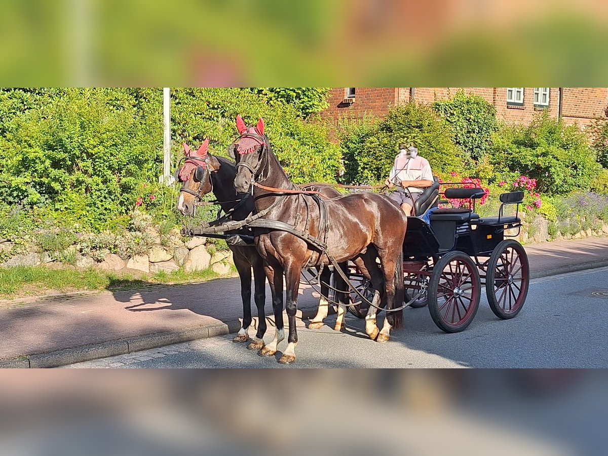 Holstein Gelding 14 years Smoky-Black in Bargfeld-Stegen