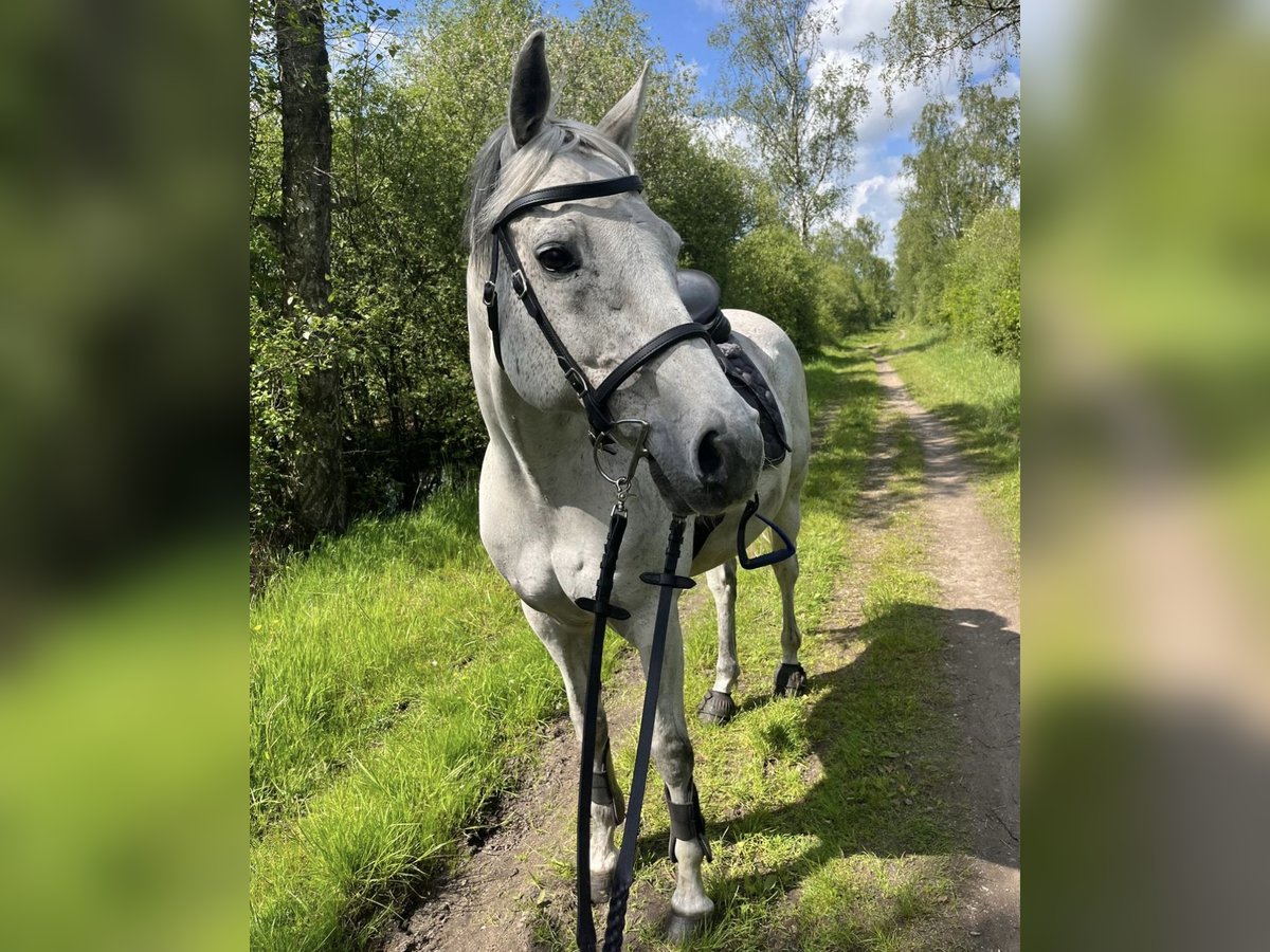 Holstein Gelding 15 years 15,2 hh Gray in Wedel