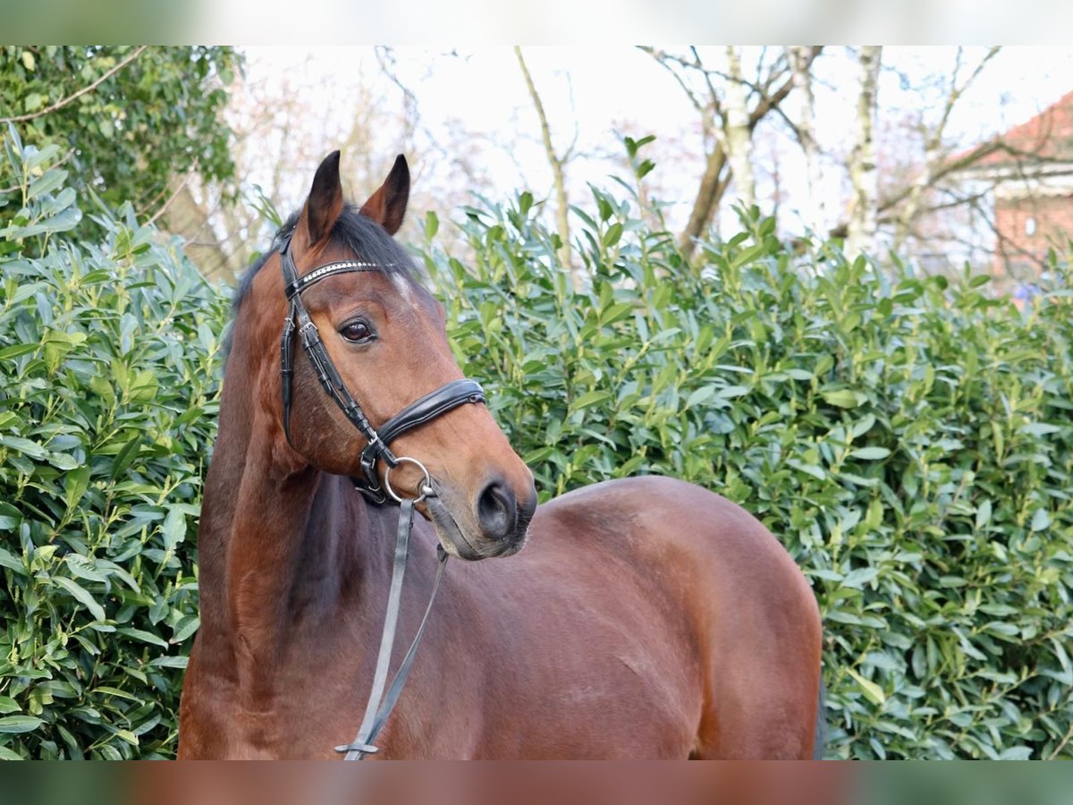 Holstein Gelding 15 years 16,1 hh Brown in Glandorf