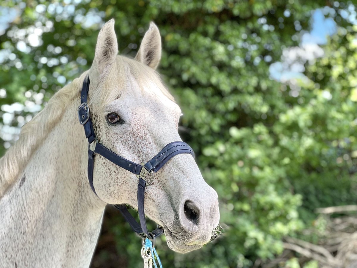 Holstein Gelding 15 years 16,1 hh Gray in Fehrbellin