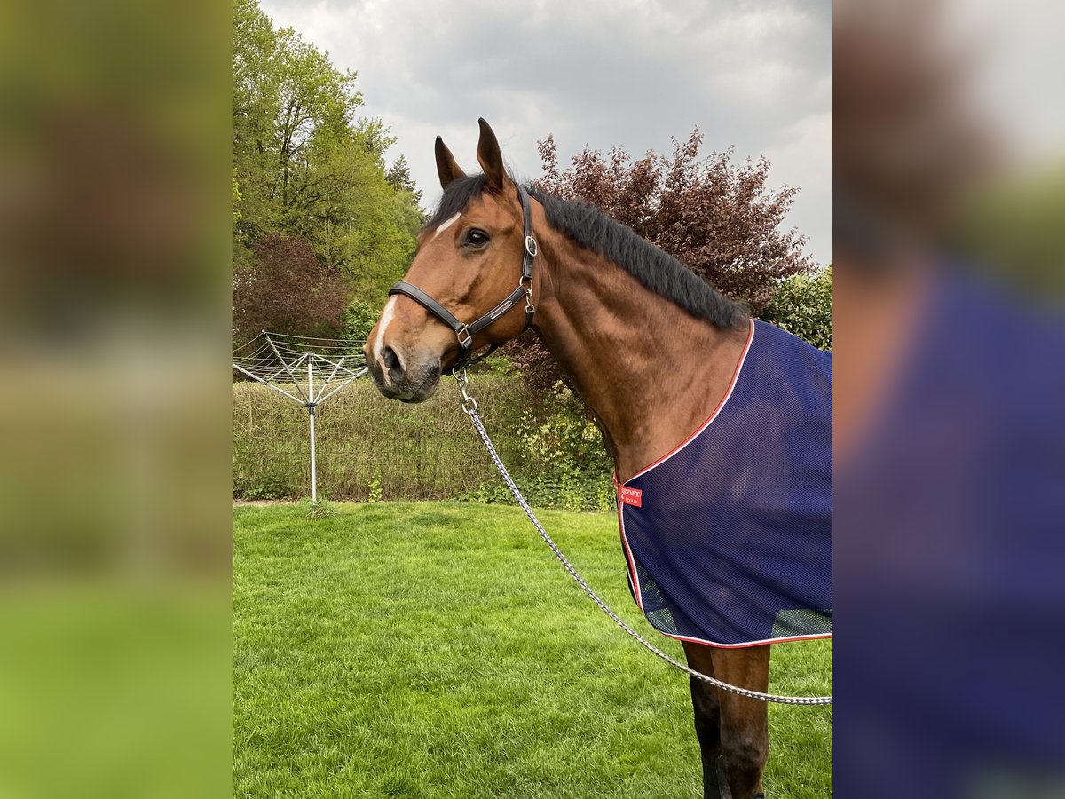 Holstein Gelding 15 years 16,2 hh Brown in Oetjendorf