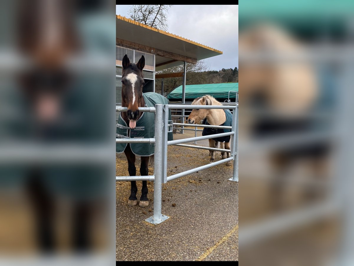 Holstein Gelding 15 years 16,2 hh Brown in Calw