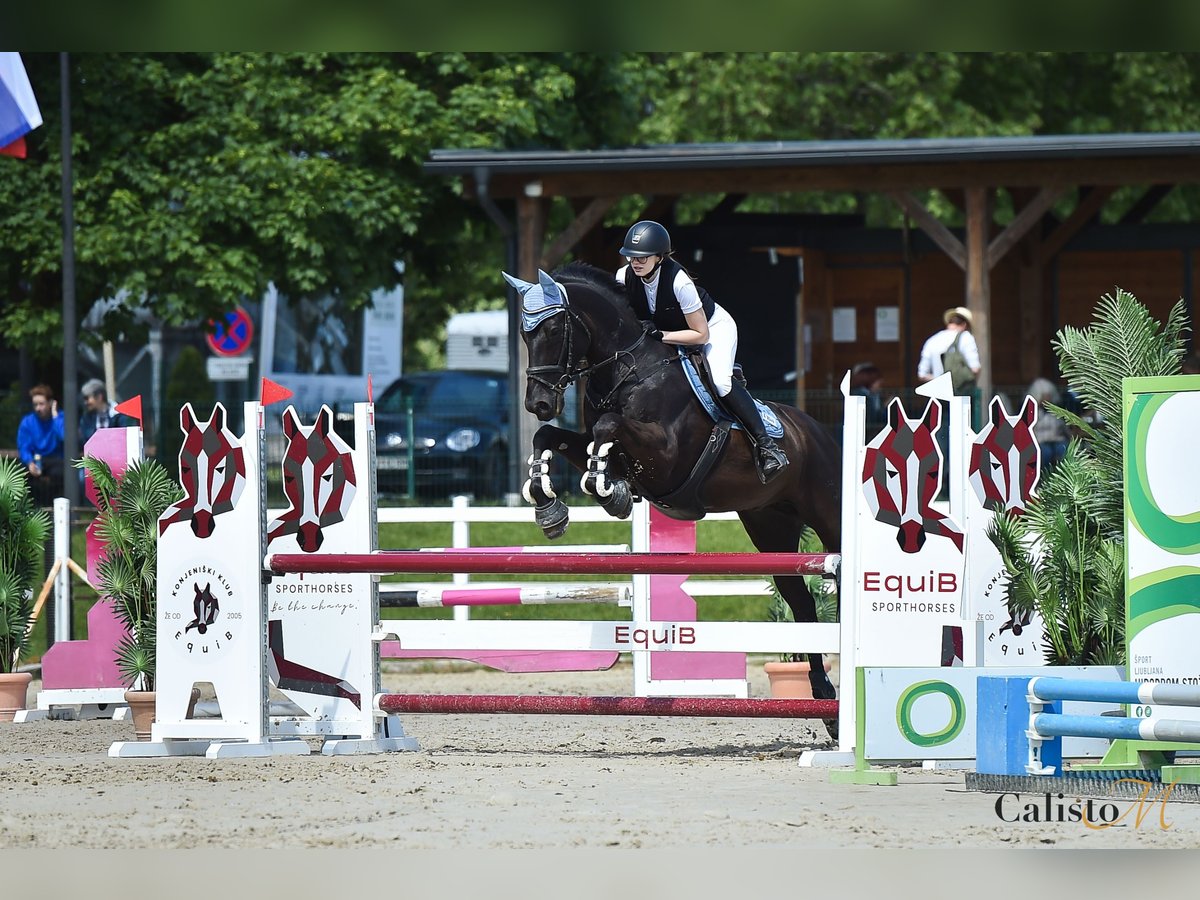 Holstein Gelding 15 years 16,1 hh Black in Ljubljana