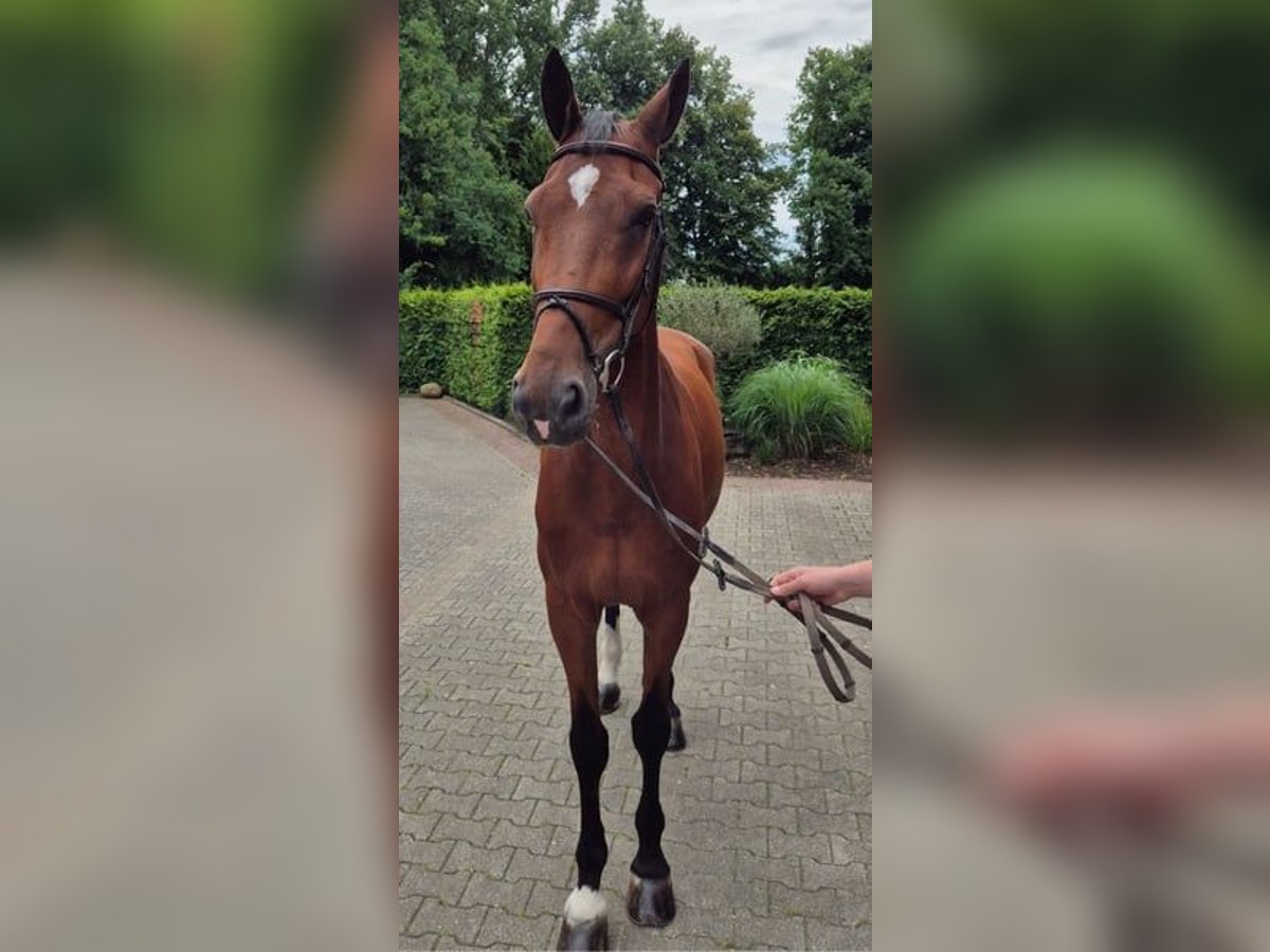 Holstein Gelding 15 years 16,3 hh Brown in Gronau (Westfalen) Holstein Gelding 15 years 16,3 hh Brown in Gronau (Westfalen)