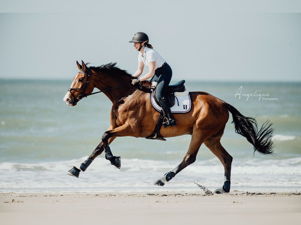 Holstein Gelding 15 years 17,2 hh Brown in Kerpen