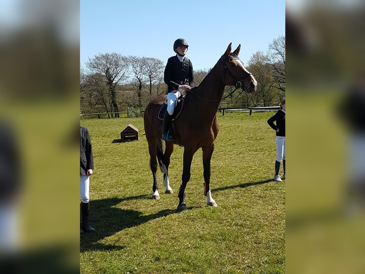 Holstein Gelding 15 years 17,3 hh Brown in Tinglev