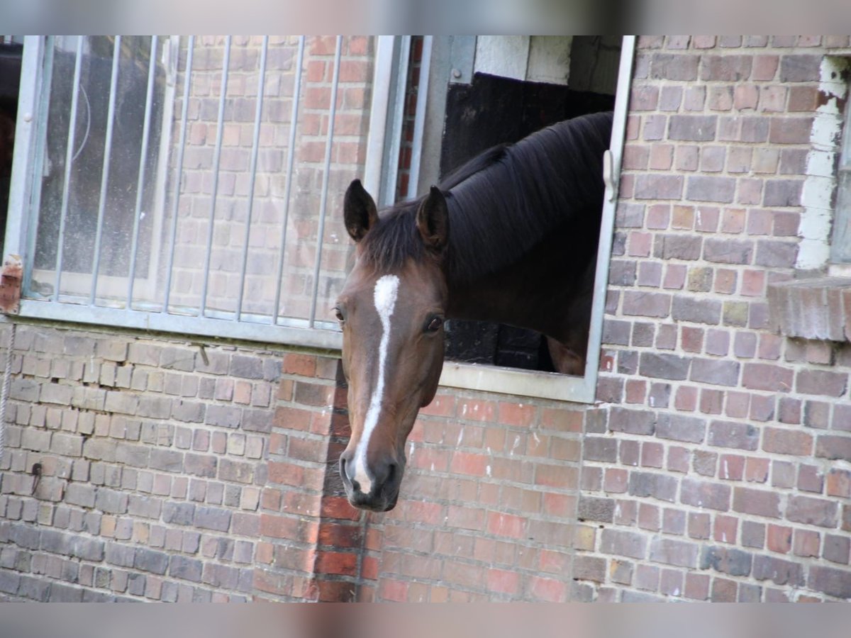 Holstein Gelding 15 years 17 hh Brown in Aurich EgelsAurich